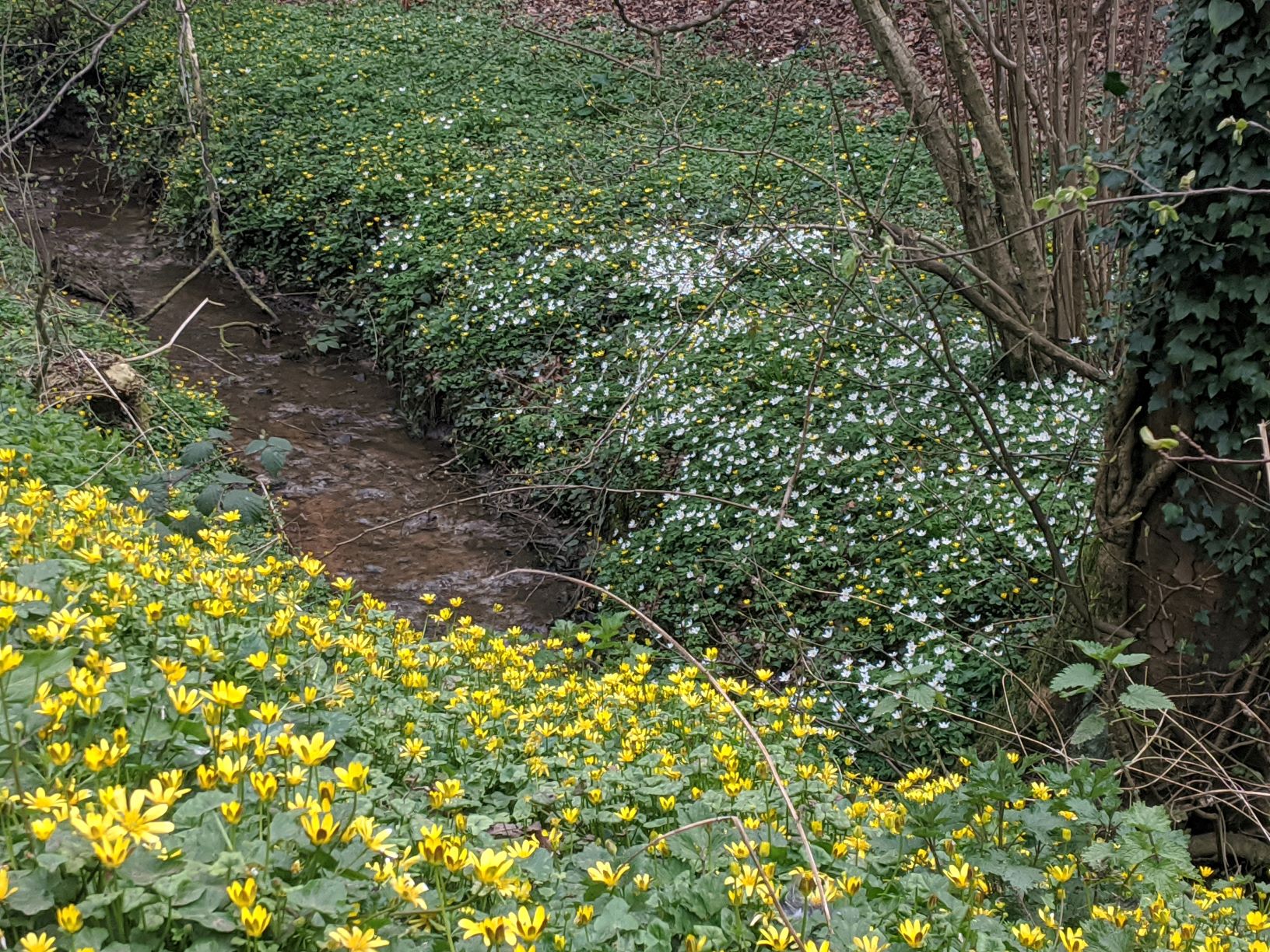 Swathe of Celandines in Mill Lane, April 4th 2020